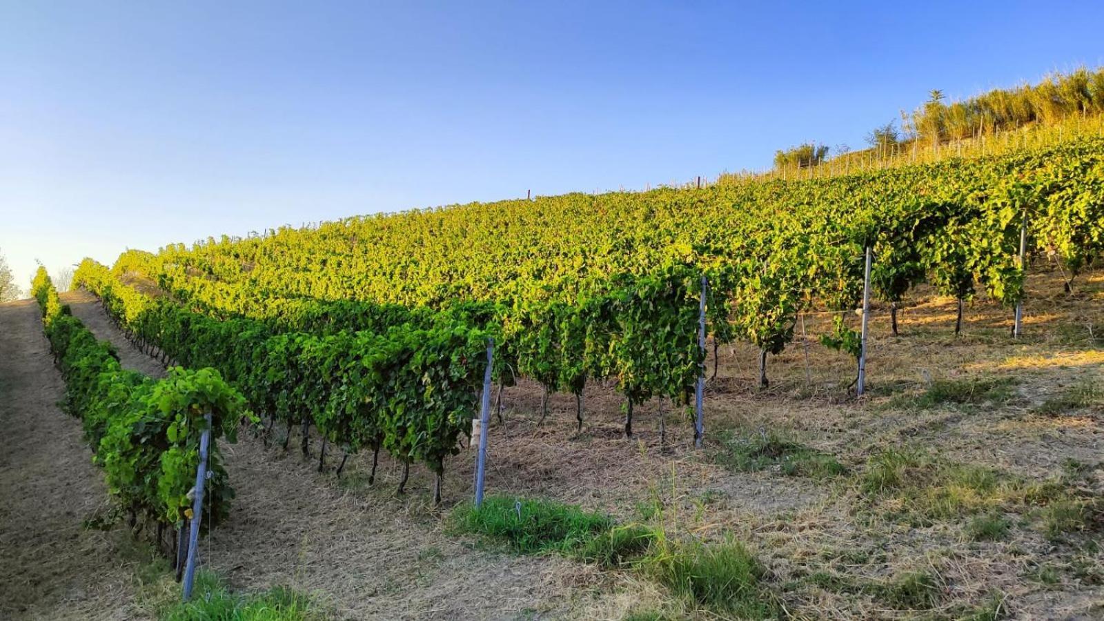 Cadgal - Tenuta La Cova Calamandrana Bagian luar foto